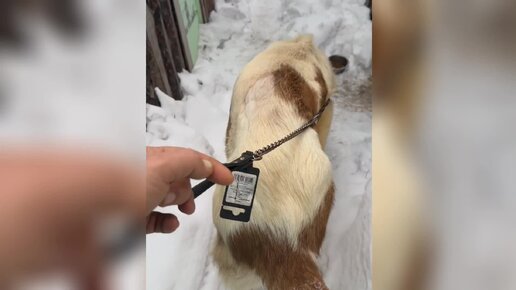 Черкеса много не бывает, большая собака с большим сердцем // Найда обожает когда к ней заходят в гости