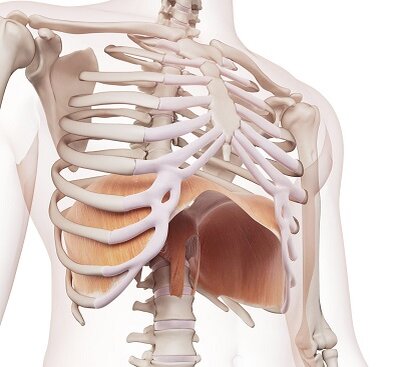 Диафрагма - основная дыхательная мышца.