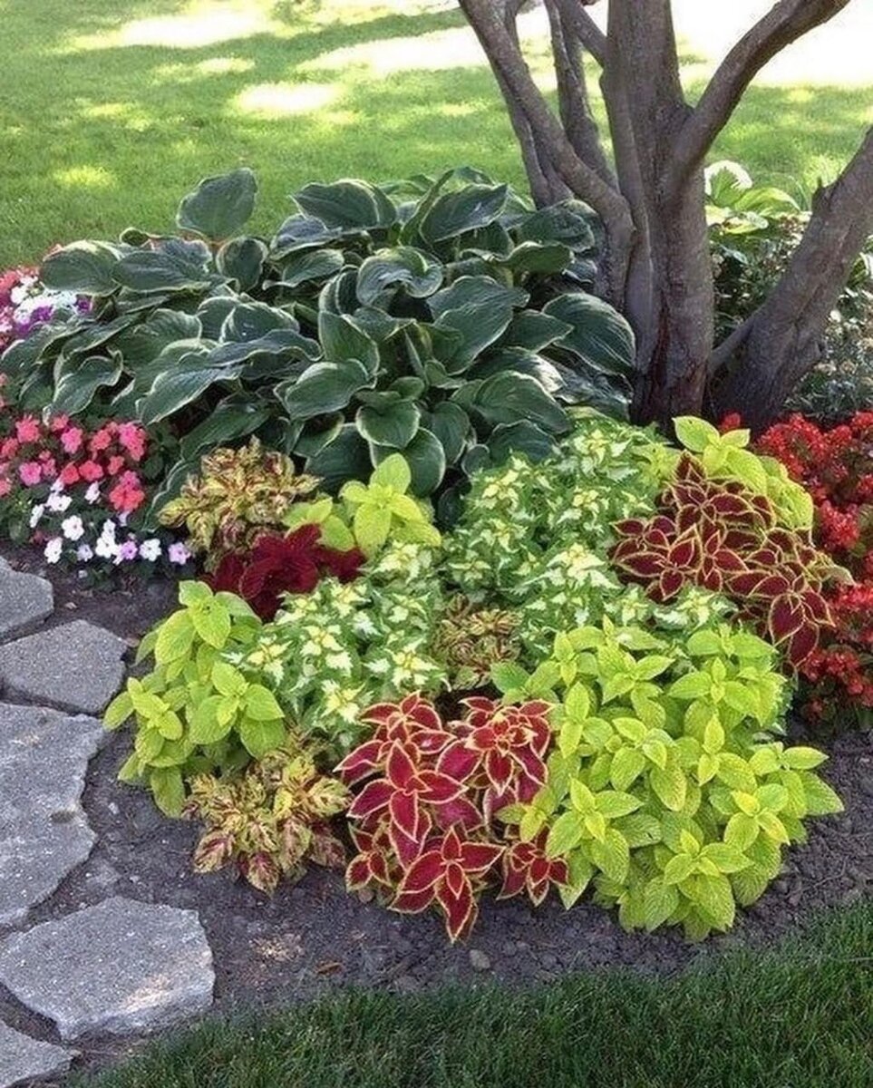 Колеус пестрый