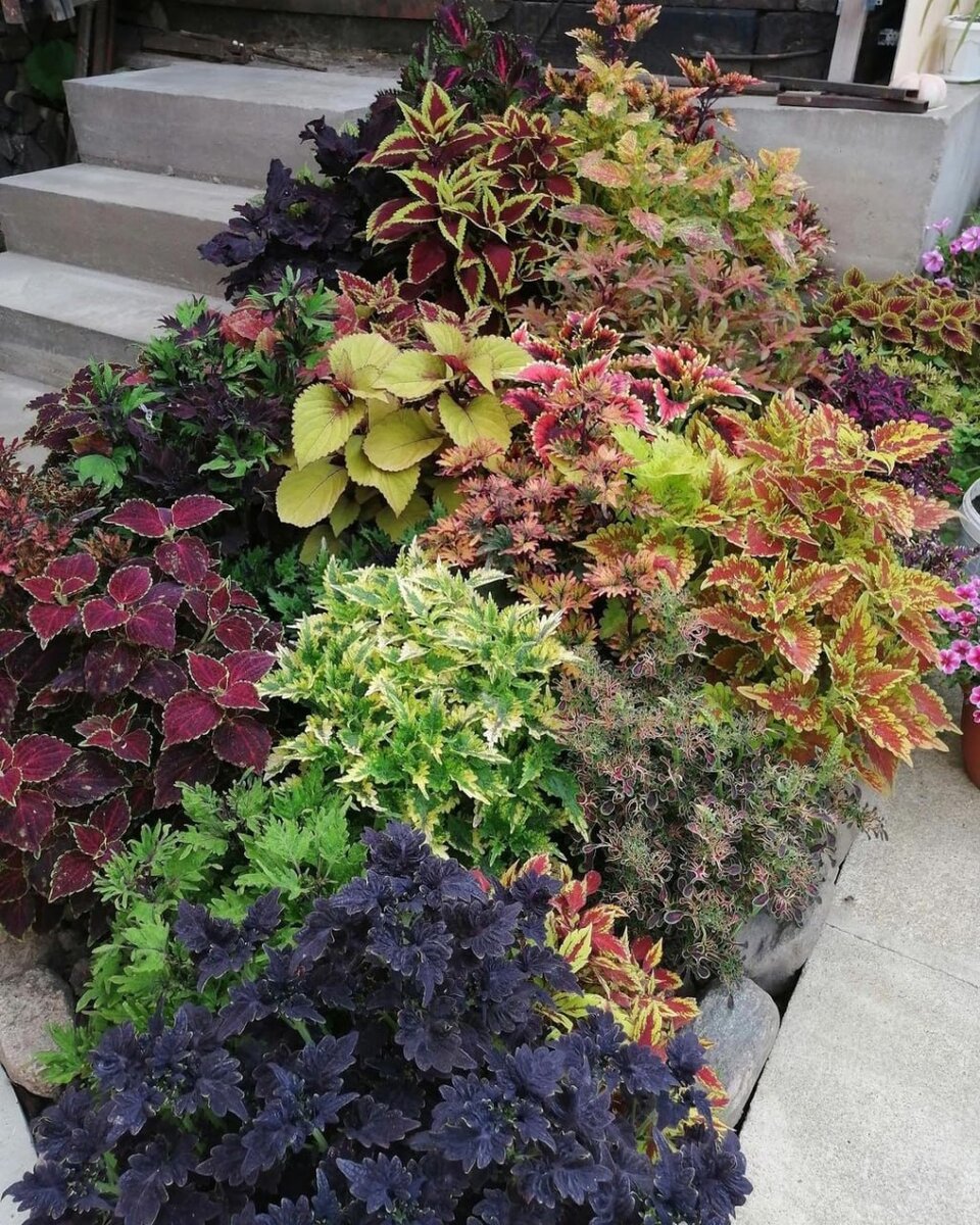 Колеус пестрый