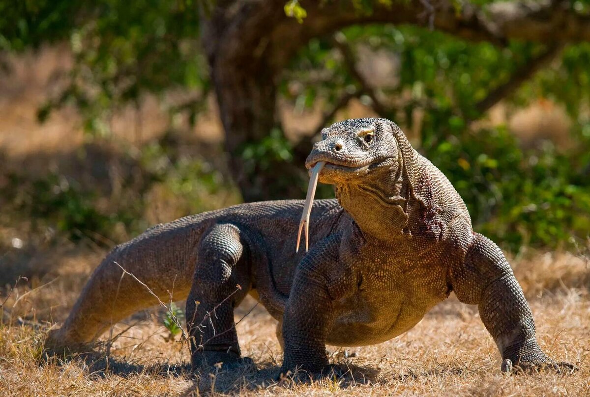 Животные серийные убийцы. Топ 5 животных. Топ 5 животных. Сумчатые смилодон. Африканский лев.