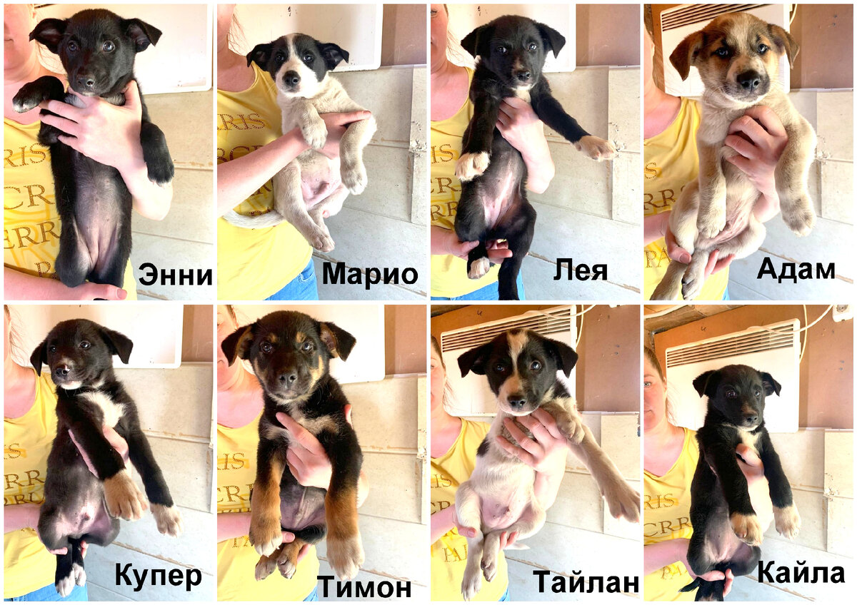 Восемь спасенышей