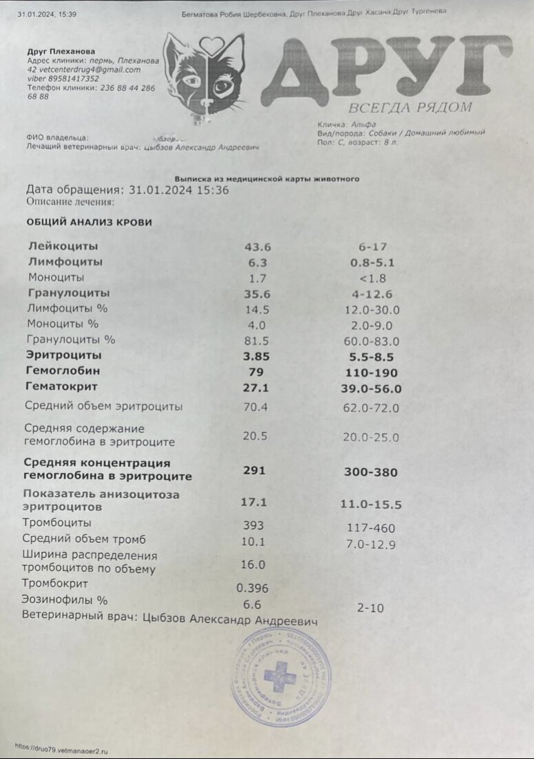 Новости об Альфе очень тревожные, как вести с фронта | Джим ЧУСОВОЙ | Дзен