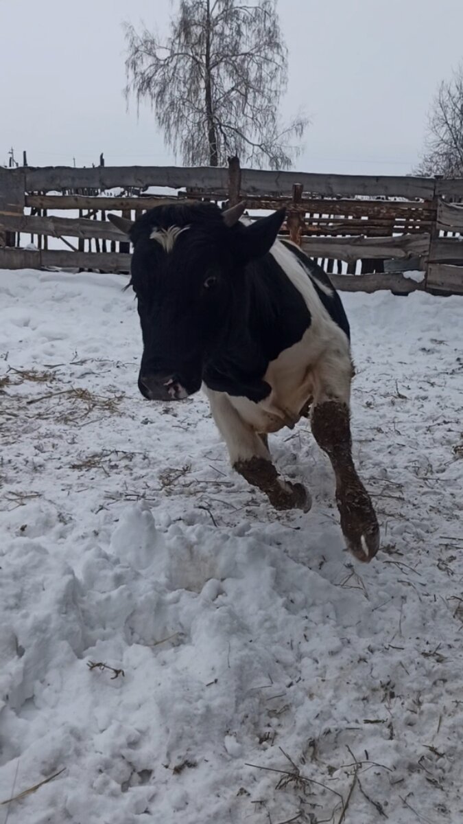 Николай Василич, кто не в курсе.Просто конь скаковой, а не бык.