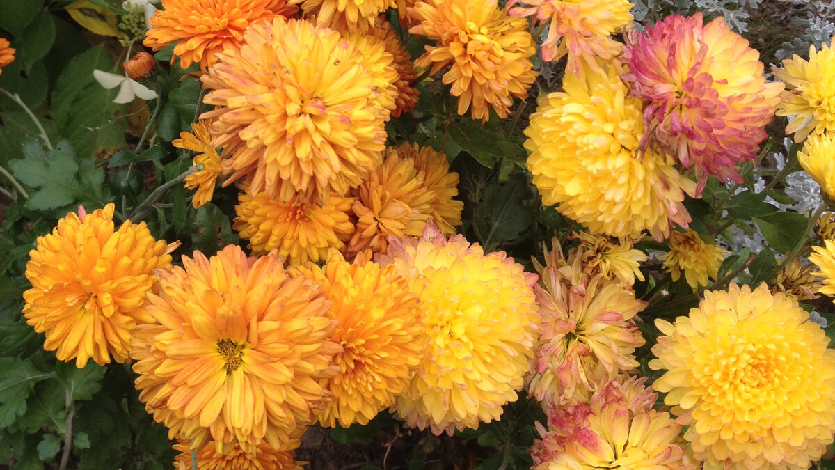 Букетик хризантем. Фото автора