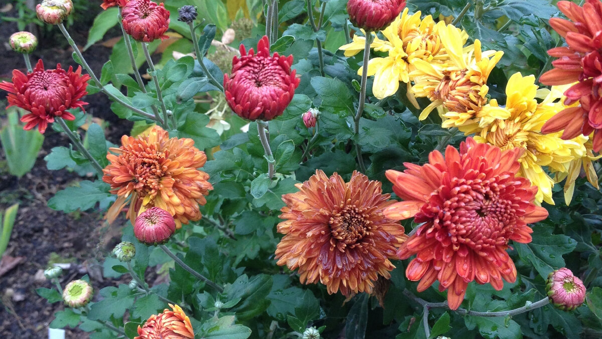 Мультифлора. Фото автора