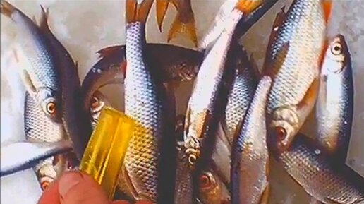 часы димона. часы димона. доктор попов огурец. кудрявцев вячеслав вячеславович. часы димона.