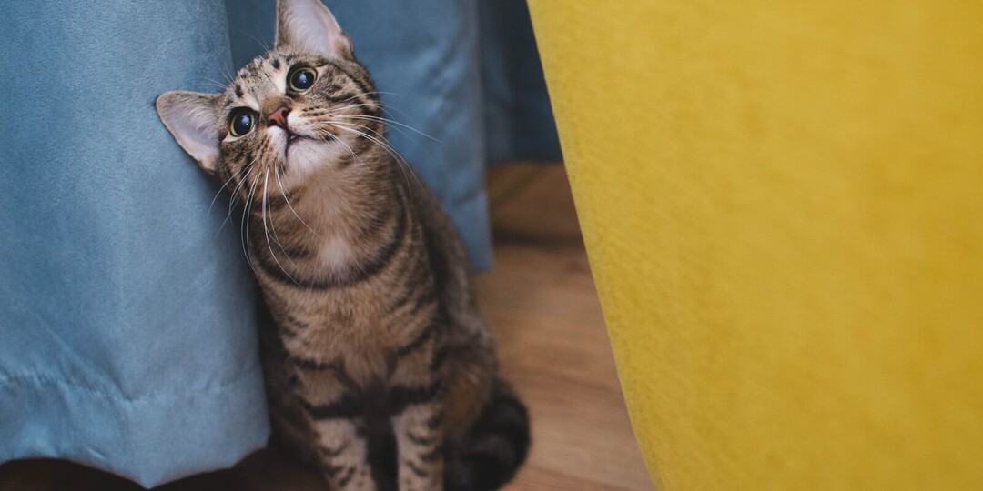 Зачем игнорировать кота