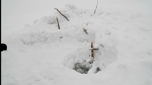 Ловим монстров Севера Налим на перемет