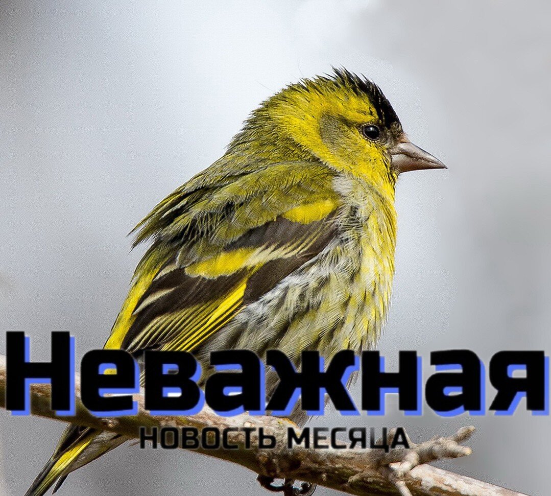 Чижик-пыжик.