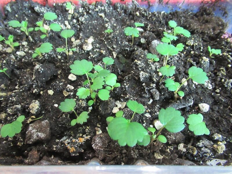 Крупноплодная садовая земляника -моё фото