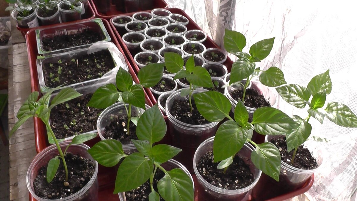 Перцы- рассада -моё фото