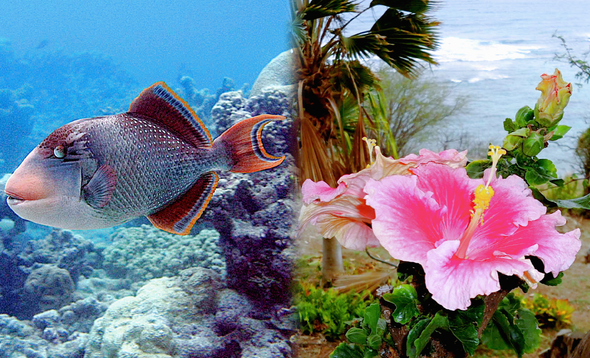 Углохвостый спинорог и гигантские цветы Гавайев.
