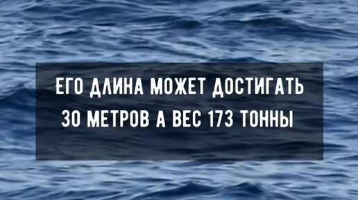 Сердце синего кита весит около семьсот килограммов