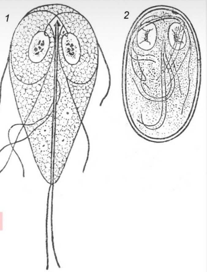 Обнаружено в кале цисты лямблий