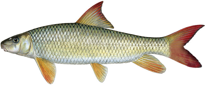 Moxostoma macrolepidotum