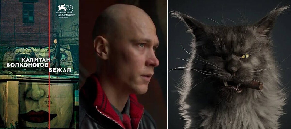 самая старая кошка. коты 22 года. кот 22 года. несчастный котик. найден кот рыжий лосевская москва.