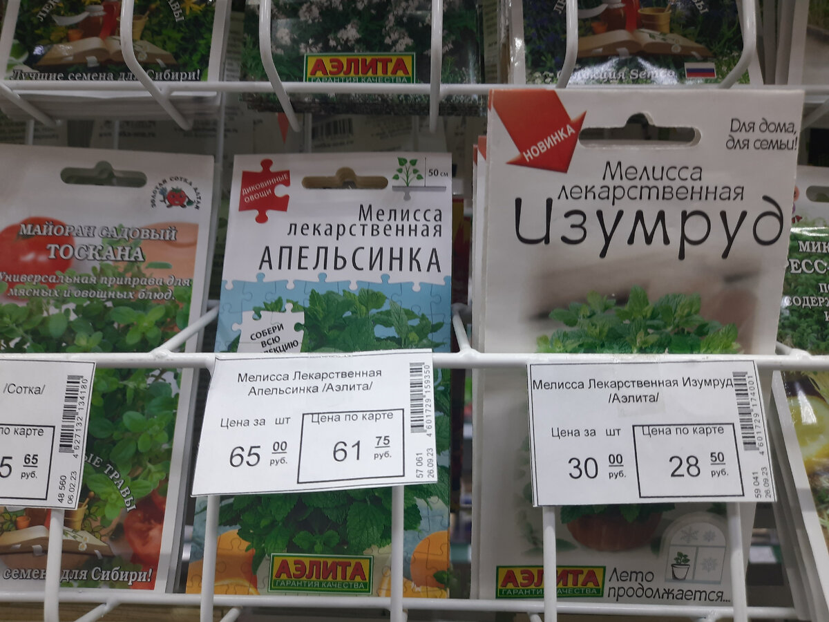 мелисса растет, как на дрожжах! 