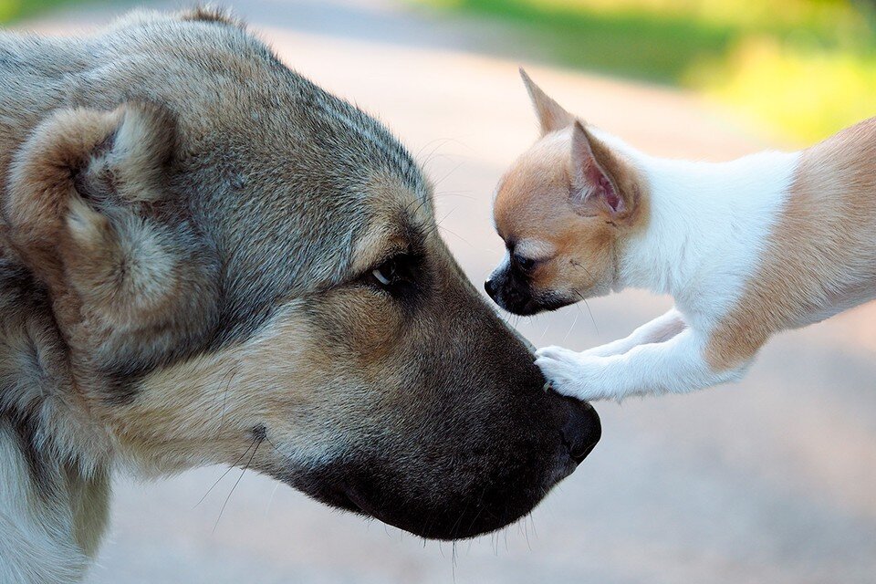    Маленькие собачки декоративный пород - долгожители, а представители крупных пород живут недолго. Shutterstock