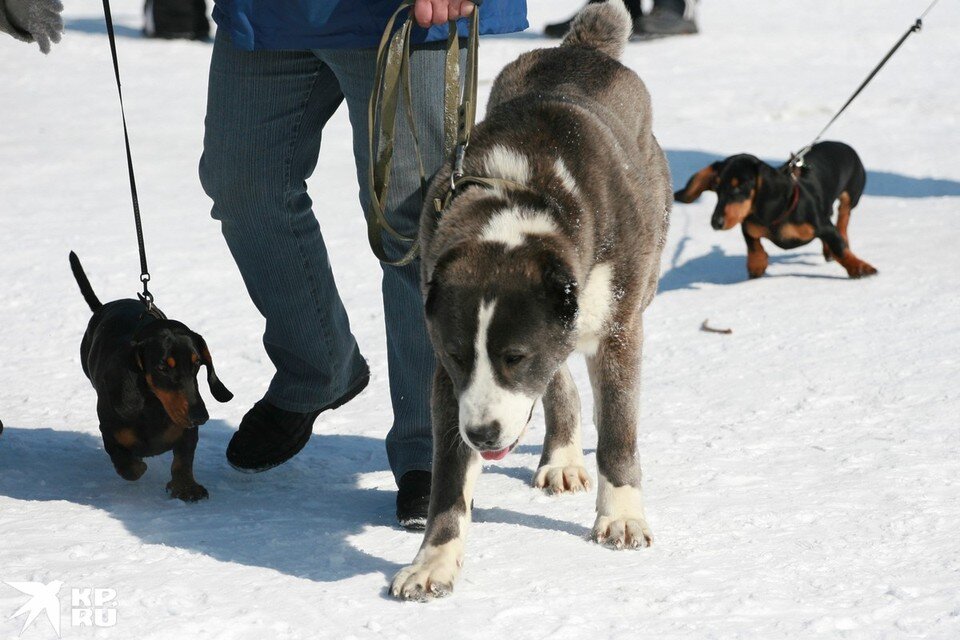    Жизнь кавказской овчарки самая непродолжительная. Олег УКЛАДОВ