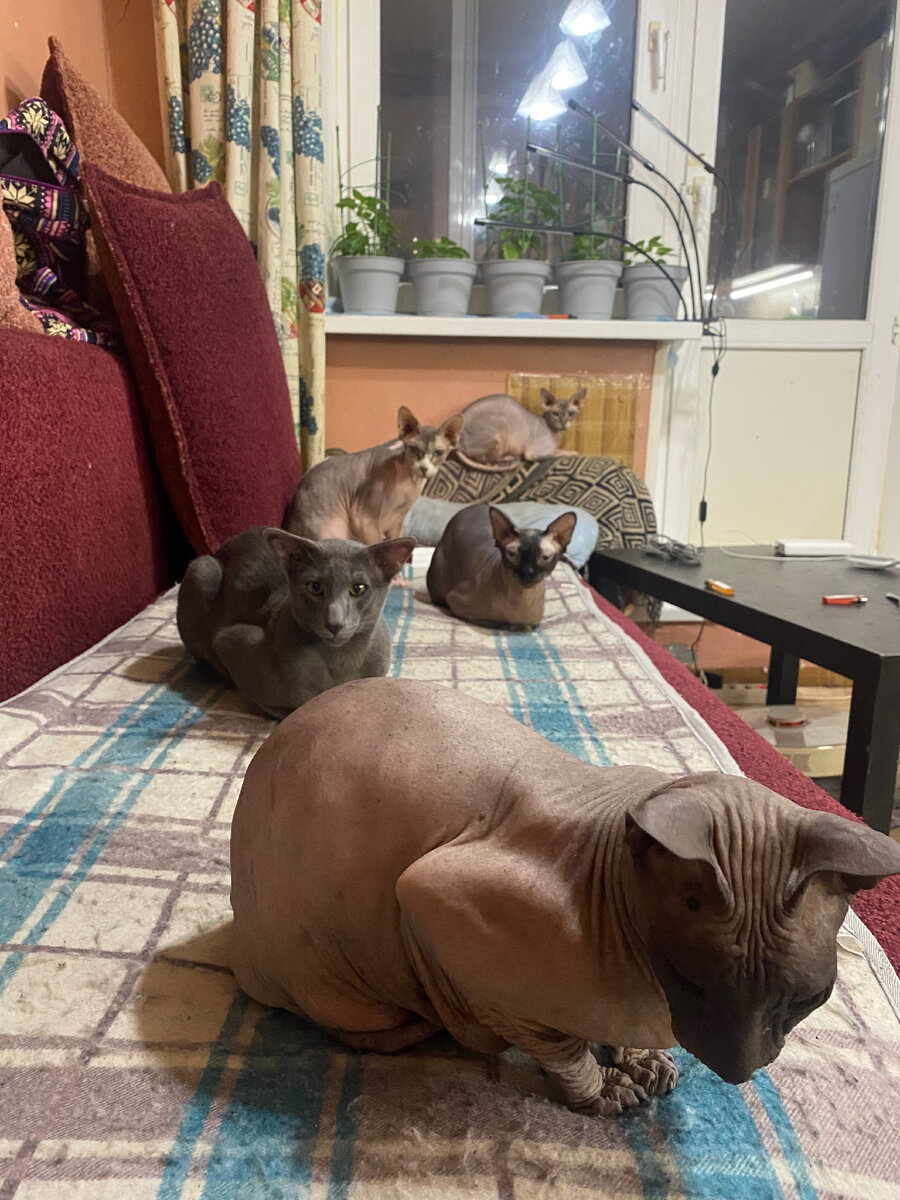 Котосемейство замерло в ожидании хороших новостей