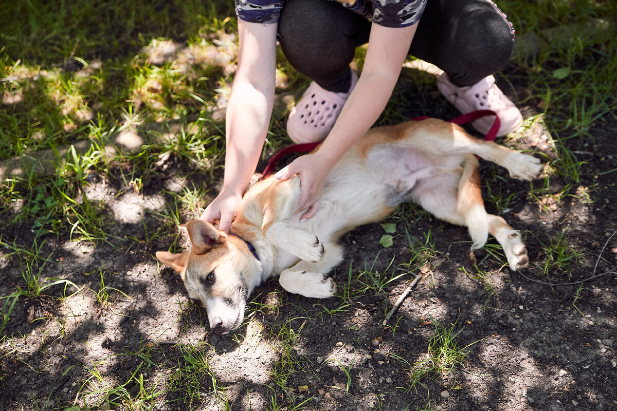 сострадание к животным. ребенок и домашние живот. девочка с котом на улице. доброта к кошкам. девочка с котенком на улице.