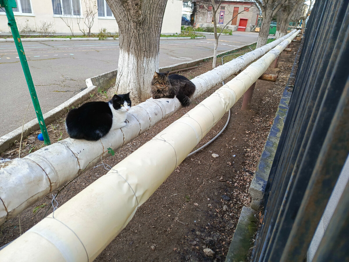 Сидят, греются на трубах