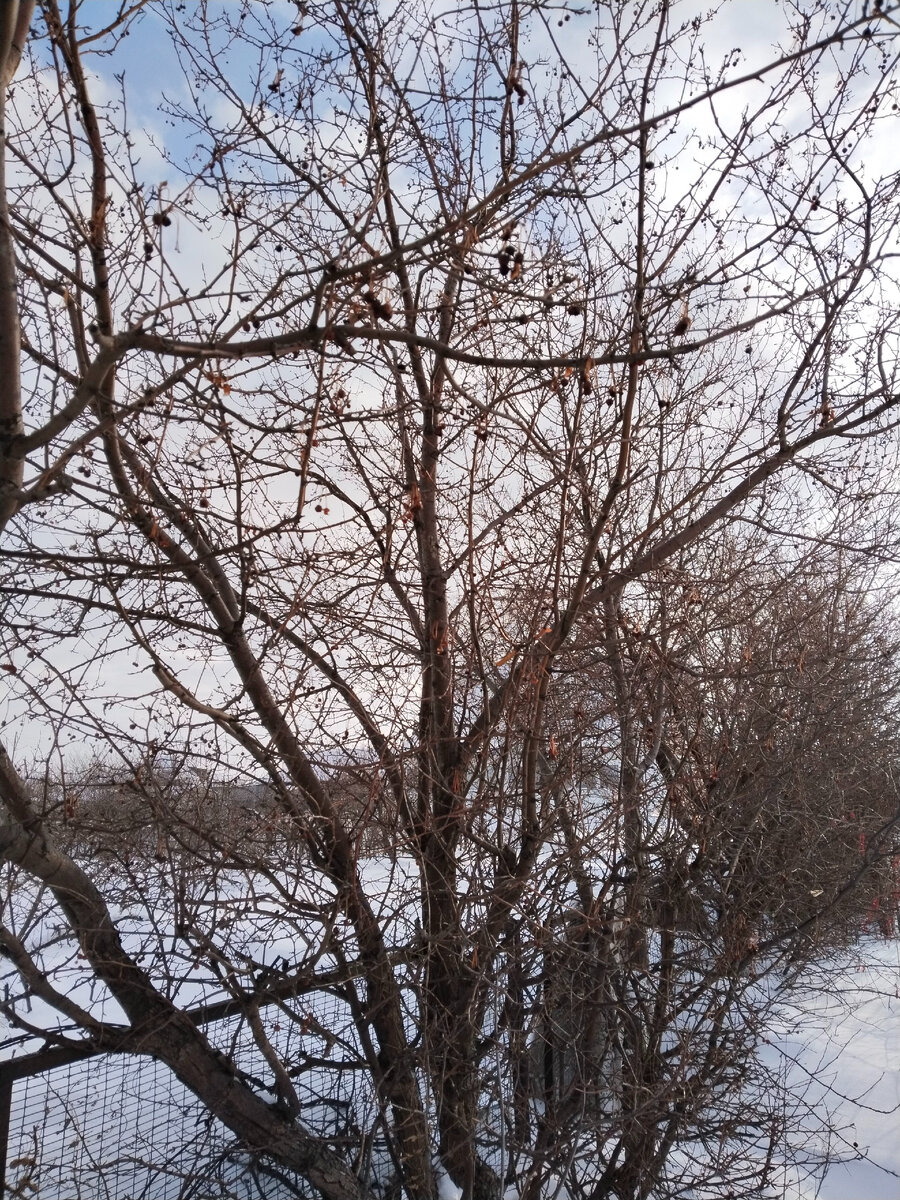 Сибирская ягодная яблоня в зеленой изгороди