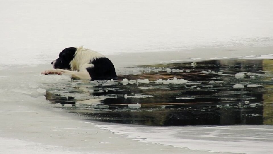 Чем сильнее собака «молотила» лапами по льду, тем хуже ей становилось