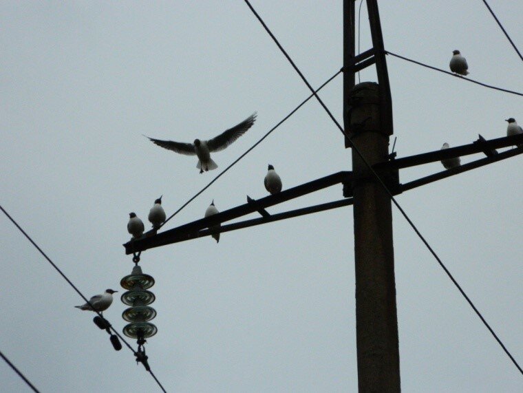 подпись исполняющего обязанности. документы на подпись директору. до полного подписания. до полного подписания. исполняющий обязанности руководителя.