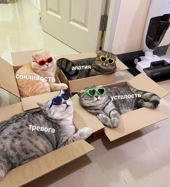 Сонливость, апатия, тревога, усталость, мемы про котов! :3