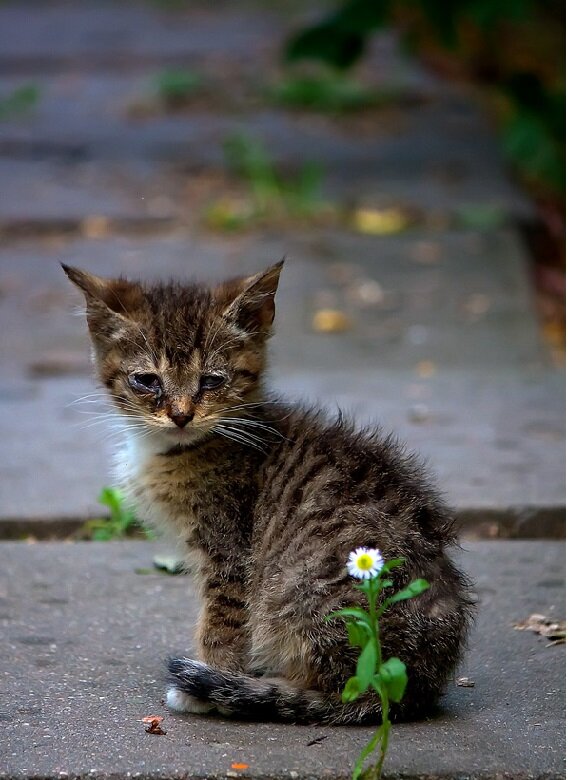 уличный котенок