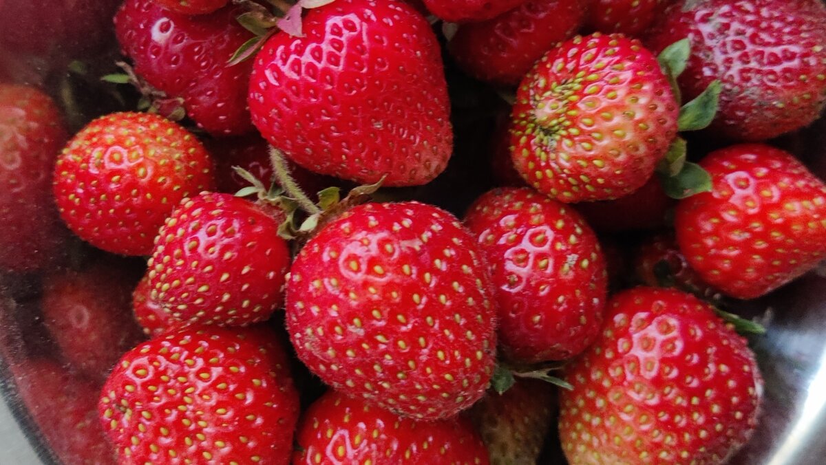 Вырастить свою землянику из маленького семечка очень интересно 