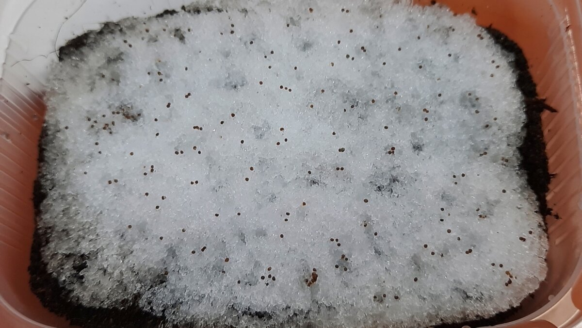 Легкий и удобный способ посева