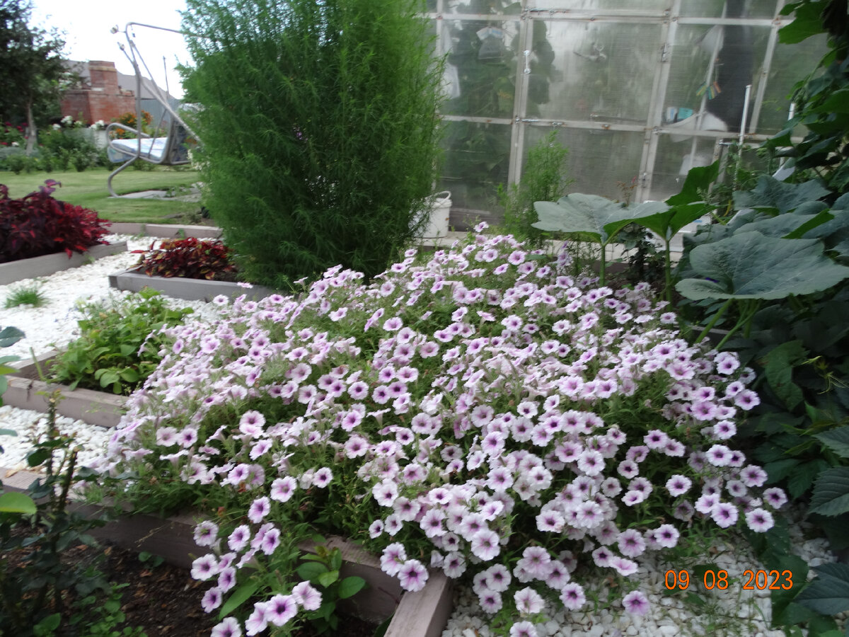 Петуния Шок Вейв в открытом грунте, 2 растения