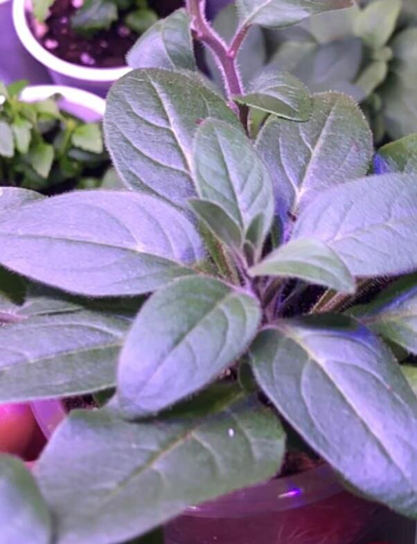 Петуния 25 дней после посева семян 