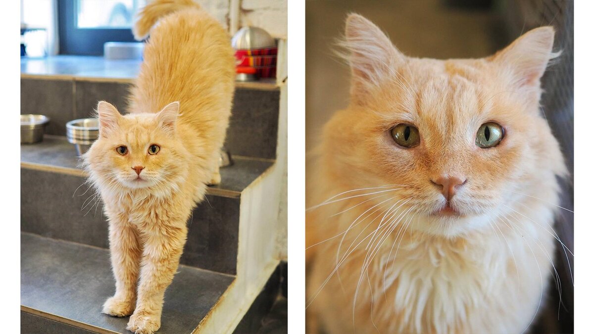 новогодние котята. рождественские котята. новогодняя елка. мейн кун рыжий. новогодний котик.