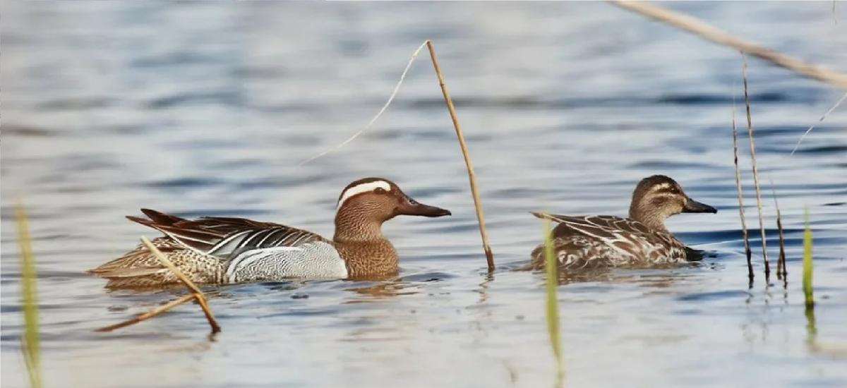 Чирок-трескунок.