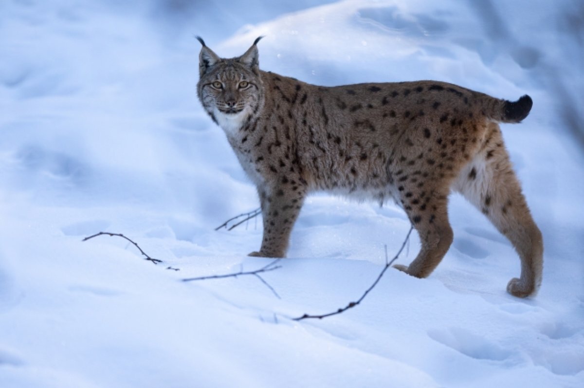    В Пермском крае голодная рысь загрызла домашнюю собаку в посёлке