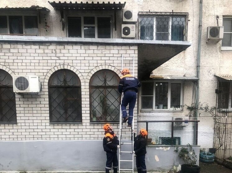 Кошки гуляют в магазине. К гражданское котов новороссий. Найденные коты новороссийск. Кот новороссийск. Коты новороссийск.