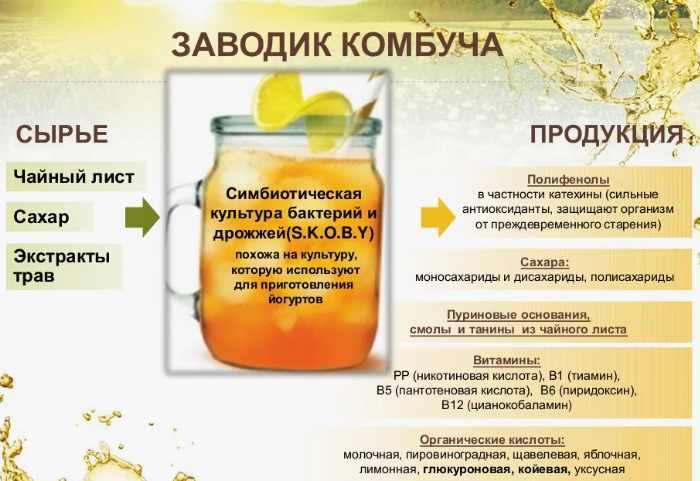 полезные свойства комбучи