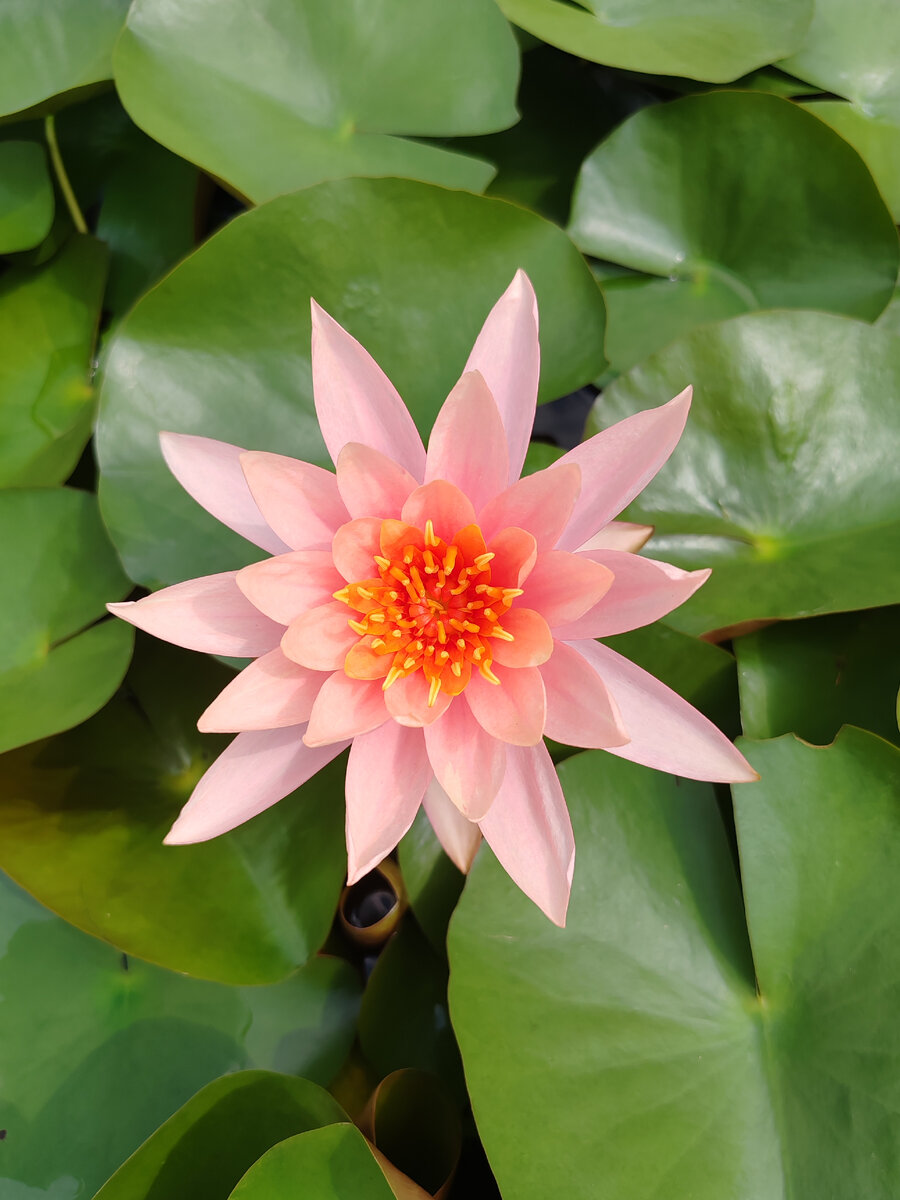 высотная зональность кавказа. тип 3 география. виды карт по масштабу география. таблица по географии 6 класс строение атмосферы. в каком порядке читать лавкрафта.