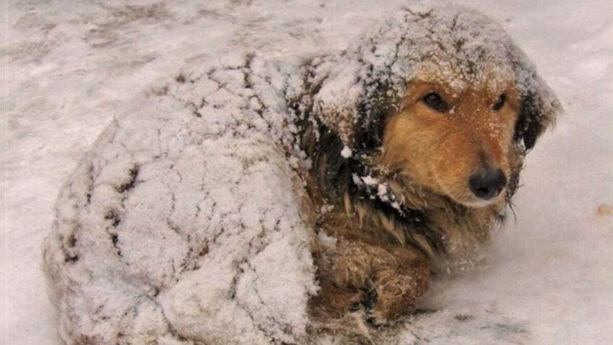 Собака в одежде зимой. Бездомная собака с щенками. Как откормить собаку зимой. Собака зимой на улице. Покормите животных в мороз.