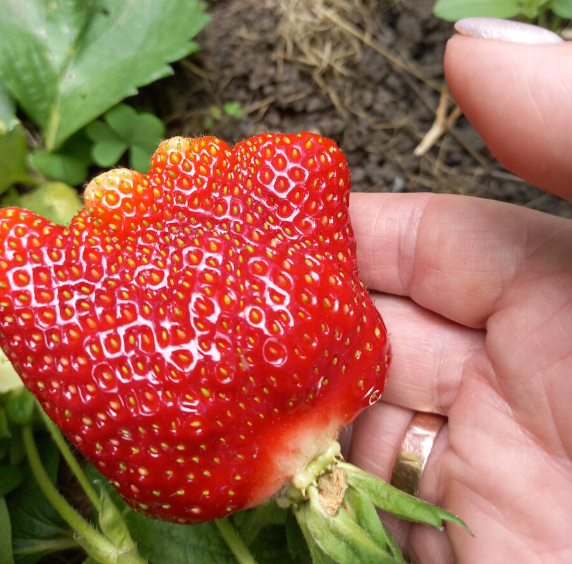 Урожай прошлого года