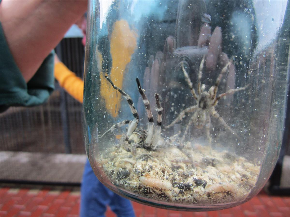 писатели - релоканты