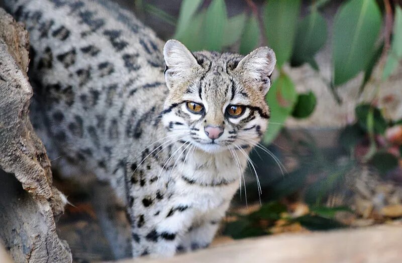 Степанов в. В. Для детей 3-4 лет. Я считаю до пяти раз два песня. "считаем до пяти".