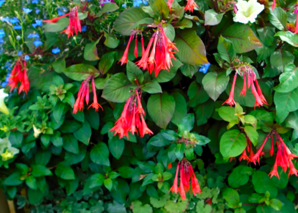 «Thalia» - куст сильнорослый, ветвящийся. Фуксия