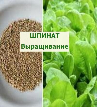 как вырастить шпинат