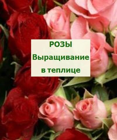выращивание роз в теплице