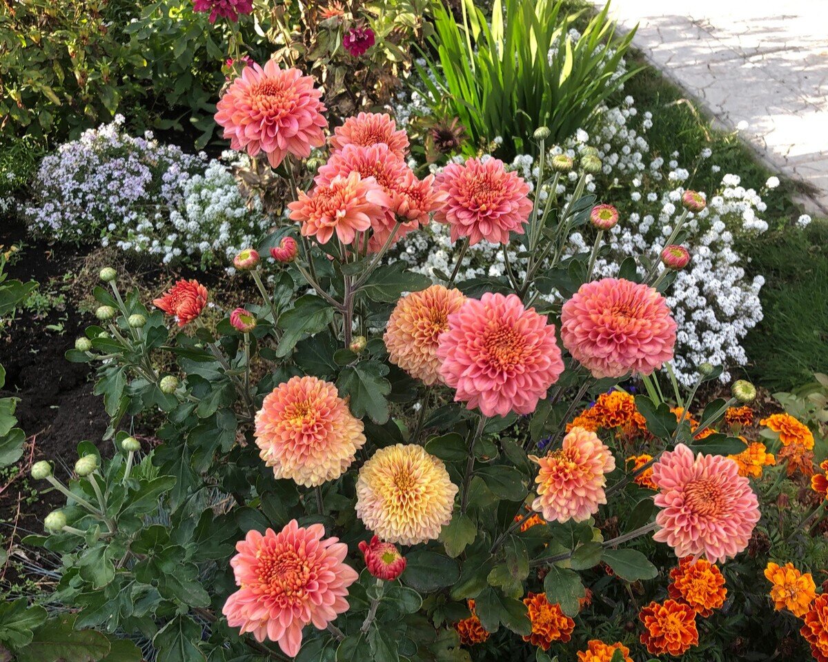 Клумба из летников